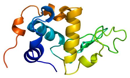 Molecular structure of alphalactalbumin